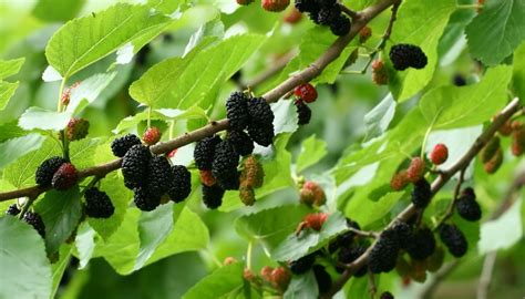 are mulberry trees harvested.